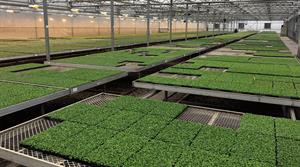 Credit: Earley Ornamentals